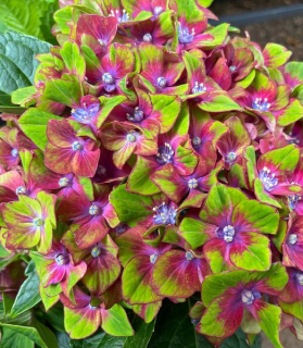 Hydrangea macrophylla Saxon® 'Schloss Wackerbarth' 